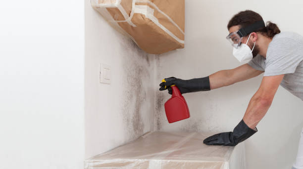 Basement Mold Remediation treatment on basement walls in Freeport
